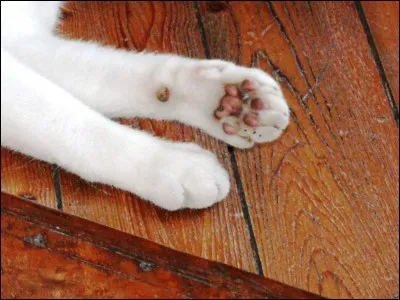 Les coussinets du chat sont le plus souvent de couleur rose, mais de quelle autre couleur peuvent-ils être ?