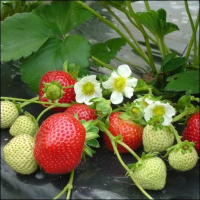 Quelles sont ces fleurs ?