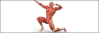 Dans quelle partie du corps est situé le muscle sartorius, anciennement appelé muscle couturier ?