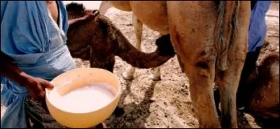 Où pourrez-vous voir le lait de chamelle mis en vente libre dans les supermarchés ?