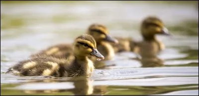 Regardez la ____ et ses canetons !