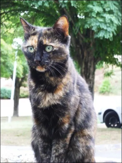 Qui est ce chat-là ?