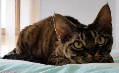 Cet ancien (cette ancienne) est...