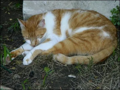 Ce lieutenant est...