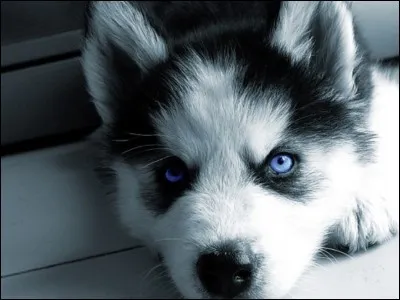 Combien de races de chien existe-t-il ?