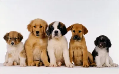 La chienne a une portée de combien de petits ?