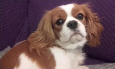 L'ancêtre du chien est le...