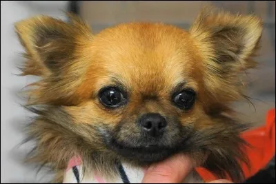 Quel est le chien le plus petit du monde ?