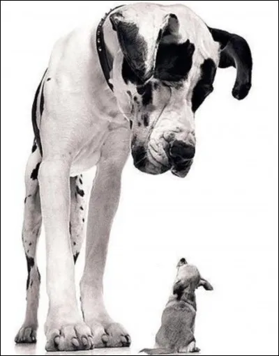 Quels chiens préfères-tu ?