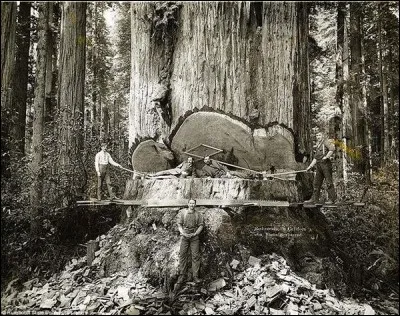 Les bûcherons, sans scie mécanique ou machine d'exploitation forestière, s'attaquaient à ces séquoias géants en Californie. Ces ''lumberjacks'' partaient travailler dans des camps isolés pour de longues périodes. Ils avaient développé une division des tâches pour transformer cet arbre colossal en bois de construction.
Aujourd'hui, les séquoias sont protégés par des parcs.
Il s'agit :