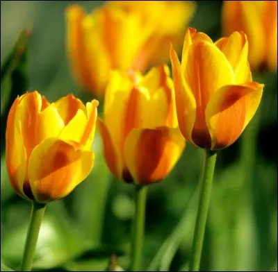 De quelle fleur s'agit-il ?