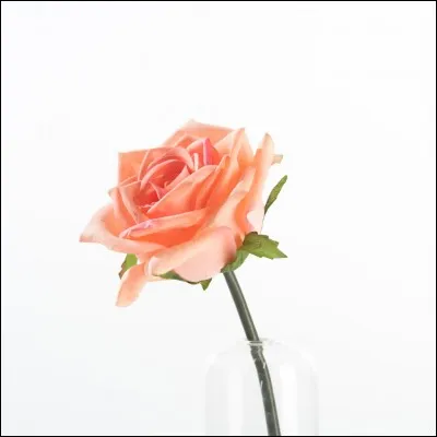 De quelle fleur s'agit-il ?