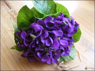 De quelle fleur s'agit-il ?