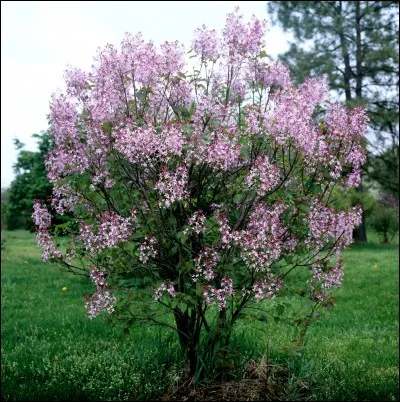 De quelle fleur s'agit-il ?