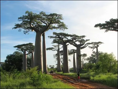 Qu'y a-t-il &agrave; l'int&eacute;rieur du tronc des baobabs ?