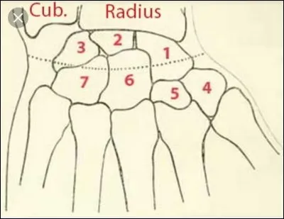 Comment se nomme l'os num&eacute;ro 4 ?