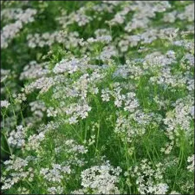 Quelle plante herbacée est également appelée "persil chinois" ?