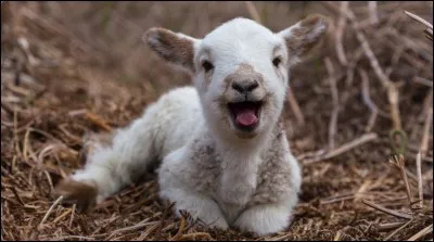 Au début du premier épisode, Tokyo et le Professeur font référence à «l'agneau». Qui est l'agneau ?
