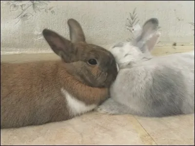 En conclusion, pour vous, un lapin est heureux :