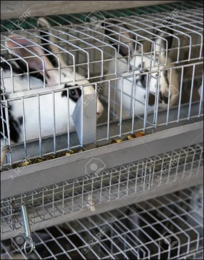 Trouvez l'intrus, le fait de vivre en cage peut entra&icirc;ner :