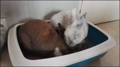 La vie en cage ne favorise pas :