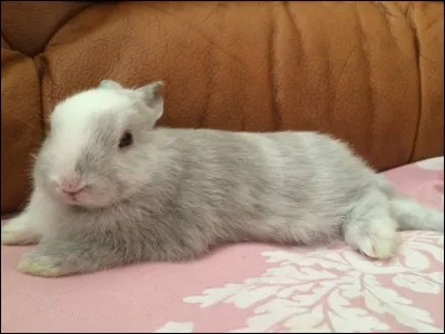 La cage s'av&egrave;re utile :