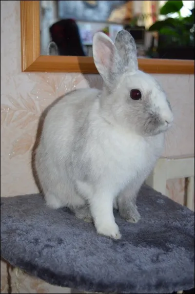 Un lapin qui vit dans une grande cage doit sortir :