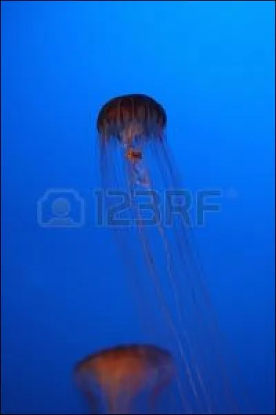 Il existe une espèce de méduse biologiquement immortelle.