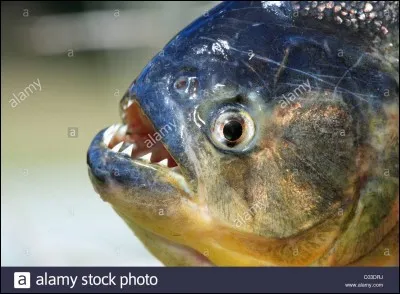 Que manque-t-il au mot "Pira___'' pour le transformer en un poisson carnassier ?