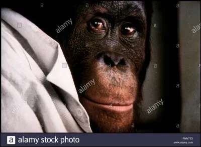 Qui interprète Jane Chase, une étudiante américaine en zoologie, engagée par le professeur Steven Phillip pour s'occuper de ses trois singes dans le film "Link" ?