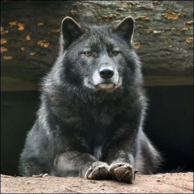 Quel acteur interprète Will Randall dans le film "Wolf" ?