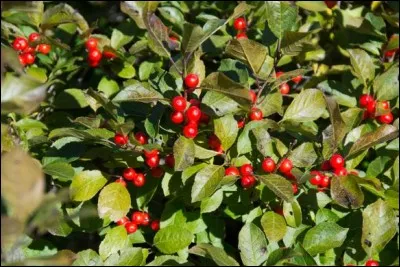 Quel est son nom latin ?