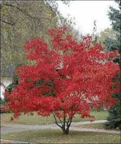 Quel est son nom latin ?