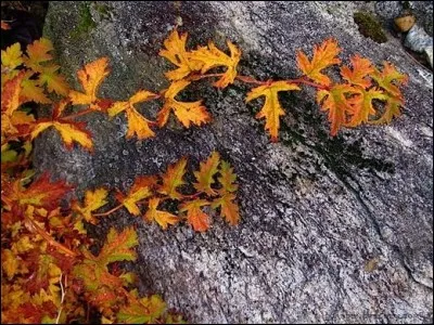 Quel est son nom latin ?