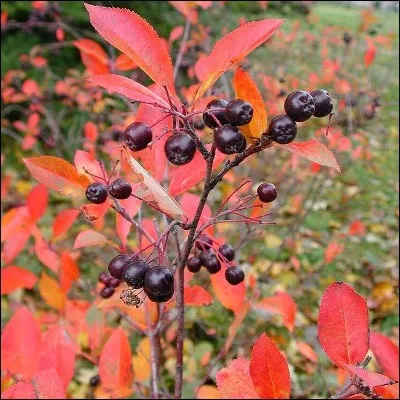 Quel est son nom latin ?