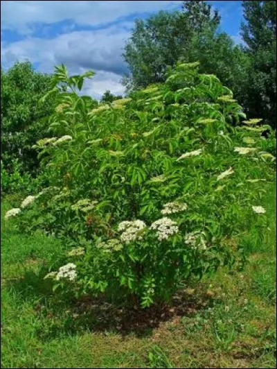 Quelle est son exposition ?