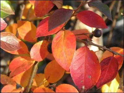 Quel est son nom latin ?