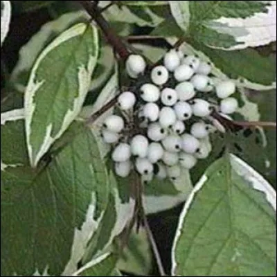 Quel est son nom latin ?