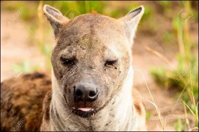 Si cet animal m'appartenait, ce serait quel département ?