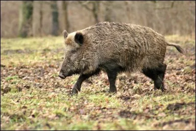 De quel département, cet animal est-il l'emblème ?