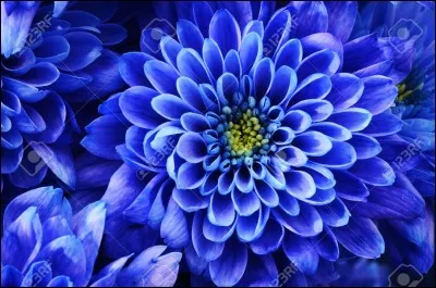 De quelle couleur la fleur est-elle dans un des titres de Charles Trenet ?