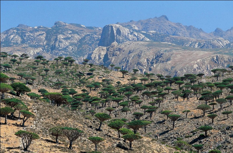 Dans quel pays se trouve Socotra ?
