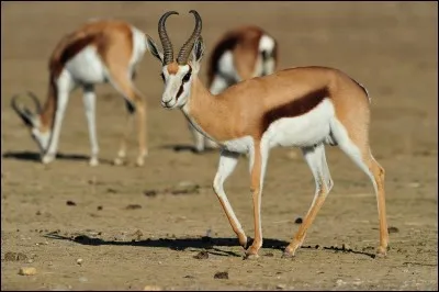 Quel animal est l'emblème de l'Afrique du Sud ?