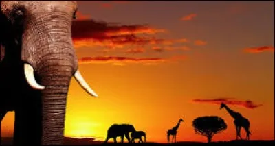 Avec quel pays l'Afrique du Sud n'est-elle pas un pays frontalier ?