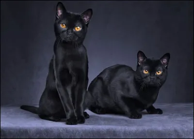 Le 17 août est la journée internationale du chat noir, tout noir.
Adopter un chat noir ne porte pas malheur !
De quelle race sont ces chats, en photo ?