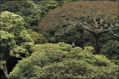 Quel nom donne-t-on à la partie la plus élevée et qui abrite le plus de vie dans une forêt tropicale humide ?