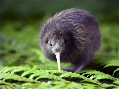 De quel pays le kiwi est-il l'oiseau emblématique ?