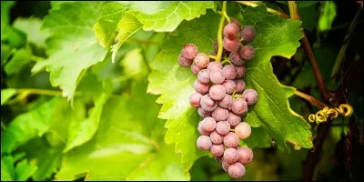 Quelle est la bonne orthographe du rameau de vigne avec ses feuilles et ses fruits ?