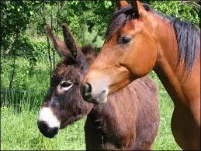 Quel animal est l'emblème de la marque Ferrari ?