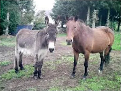 Quel animal traduit en anglais donne "donkey" ?